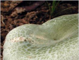 Виды и разновидности грибов сыроежки: фото и описание