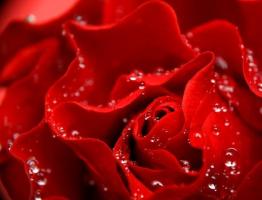 Приснились красные розы: чего ждать от жизни