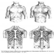 Органы грудной полости: строение, функции и особенности