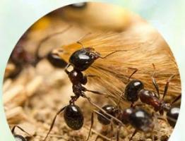 К чему снятся муравьи: толкование по старинным и современным сонникам